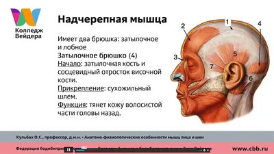 Ботулинотерапия и биорепарация для коррекции верхней трети лица