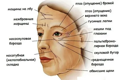 STOMWEB — Мимические и жевательные мышцы лица