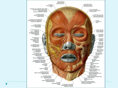 Мышцы и фасции челюстно-лицевой области и шеи | Стоматология Запорожье