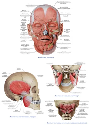 Мышцы головы - КакНаучитьсяРисовать.рф