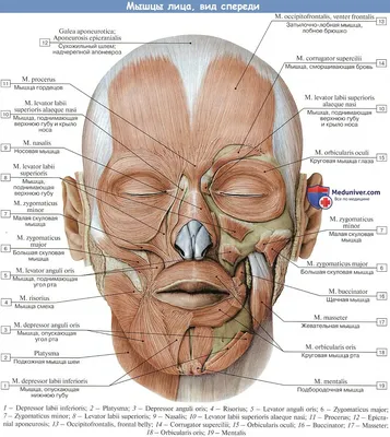 Голова и шея KT : нормальная анатомия | e-Anatomy