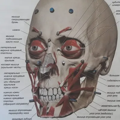 Подтяжка (лифтинг) бровей. Тимур Кобулашвили | Интернет-журнал  Estetmedicina.ru