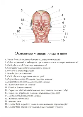 Мышечная система (2) - описание, заказать | Гэотар-мед