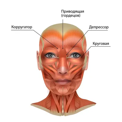 TVIN Центр Здоровья - МЫШЦА, ОПУСКАЮЩАЯ БРОВЬ- начинается более узкой своей  частью от верхней трети боковой части носовой кости, кнаружи от мышцы  гордецов, и, постепенно расширяясь, направляется кверху; прикрепляется к  коже медиальной