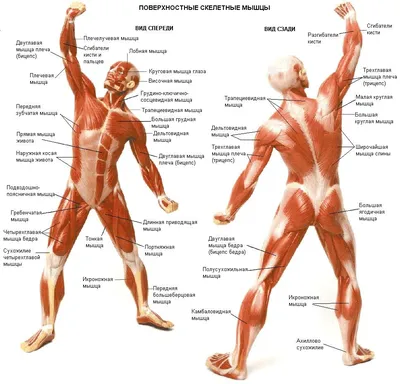 Анатомия кора. Часть 1. Глубокие мышцы кора. - YouTube