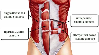 Гид по развитию мышц кора: анатомия, тесты и программа тренировок -  Лайфхакер