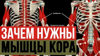 Где находятся мышцы кора и какова их роль | СпортЛайф | Дзен