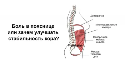 Что нужно знать про мышцы спины?