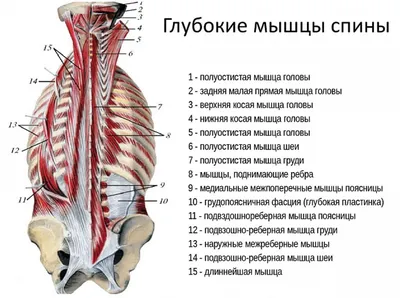 МЫШЦЫ И ФАСЦИИ СПИНЫ - Мышечная система - АТЛАС АНАТОМИИ ЧЕЛОВЕКА - Г.Л.  Билич 2014 | Medicina