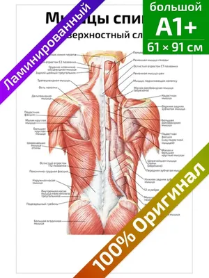 Упражнения для спины - smartelastic.ru