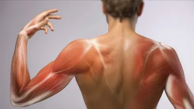 Курси масажу ЦПРМ Кривий Ріг - Мышцы кора Мышцы кора - это целый комплекс  мышц, которые отвечают за стабилизацию таза, бедер и позвоночника. К мышцам  кора относятся: - Косые мышцы живота -