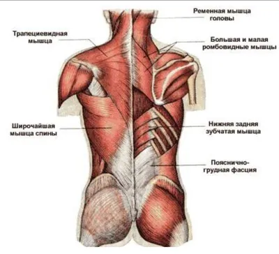 Тренировки мышц кора - как укрепить, какие упражнения нужно выполнить,  смотрите видео - Men