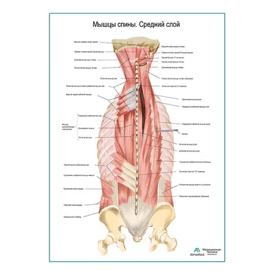 Мышцы спины, поверхностный слой плакат глянцевый А1/А2 › Купить оптом и в  розницу › Цена от завода