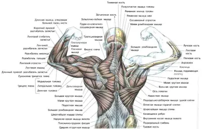 Качаем мышцы кора правильно | FitStars.ru | Дзен