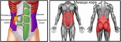 Мышцы кора ПОСЛЕ РОДОВ | Малышкина Школа - всё о Грудном Вскармливании |  Дзен