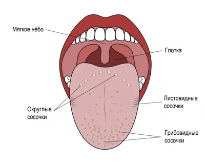 Прыщ во рту на щеке: причины появления и способы лечения
