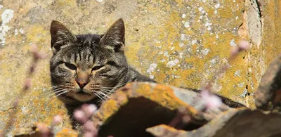 Лишай у собак - фото, чем лечить и как выглядит | Симптомы и виды лишая |  Pet-Yes