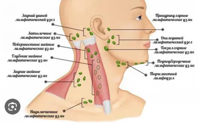 Надключичный лимфоузел в норме но прощупывается - Вопрос онкологу - 03  Онлайн