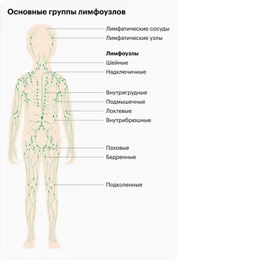 Медицинский центр ПИГМАЛИОН Барнаул on Instagram: \"Как обнаружить скрытые  заболевания? Вы можете сделать это САМОСТОЯТЕЛЬНО. Лимфатические узлы! Это  такие небольшие образования разбросанные по всему организму. Их задача  накапливать лимфу, а уже она