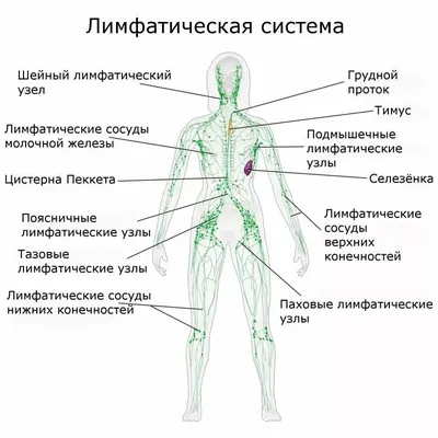 silenzio on X: \"🩷 злокачественное образование легкого; 🧡 неопластические  лимфоузлы в средостение с признаками прорастания сосудов (на второй  картинке стрелкой - поражение стенки аорты). 💚 неопластический надключичный  лимфоузел (узел Вирхова ...