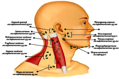 Расположение лимфоузлов на теле человека (мужчин и женщин): фото, схемы и  анатомия 👩 👨