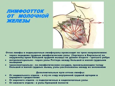 Эстетическая медицина on Instagram: \"Лимфоузлы играют важную роль в работе  нашего организма, отвечая за иммунную реакцию. Именно в них вырабатываются  лимфоциты – кровяные клетки, которые становятся барьером на пути различных  инфекций, бактерий,