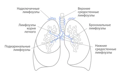 Kosmetologia - 🌹Околоушные лимфатические узлы собирают лимфу от обломим  лба, латерального угла глаза, области верхнего и нижнего века, крыла носа.  🌹В поднижнечелюстные лимфатические узлы отекает лимфа от нижнего века,  угла глаза, щеки,