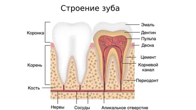 ⚡️ Реплантация зуба по старой цене руб.⚡️ | Стоматология Ⓜ️ Митино