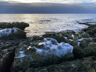 Картина Море Вид из Окна, море и солнце пейзаж, цветы на окне картина •  современные художники