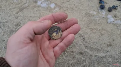 Кольца, монеты и цепь за 10 тысяч долларов: новосибирский кладоискатель  ищет сокровища под Кольцово - KP.RU