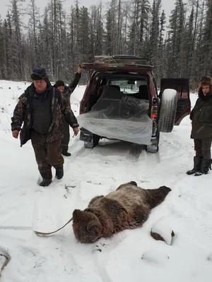 Фиксируется глобальное увеличение числа нападений медведей на людей