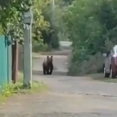 В СК раскрыли детали нападения медведя на людей в реутовском цирке — РБК