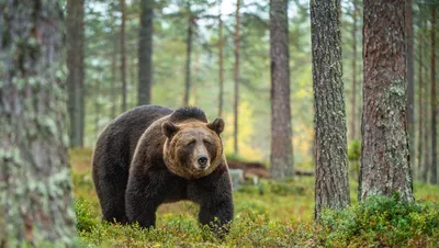 Президент Словакии заявила о важности проблемы нападения медведей на людей  | ИА Красная Весна