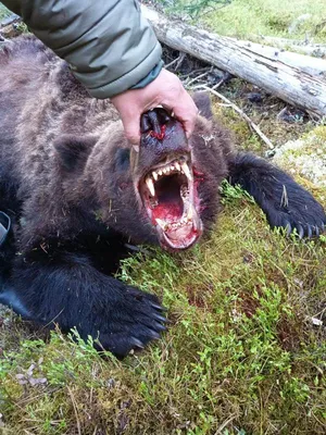 Нападение медведя фото фото
