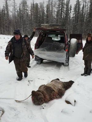 В соцсетях появилось видео нападения медведя на вахтовиков в Якутии - МК