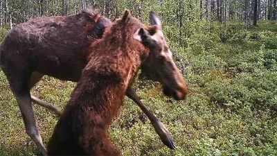 Камера финской погранслужбы засняла нападение медведя на лося в районе  российской границы | The Independent Barents Observer