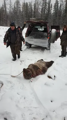 Нападение медведя на вахтовиков в Якутии сняли на видео :: Новости :: ТВ  Центр