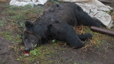 В Якутии медведь напал на двух рабочих-бурильщиков