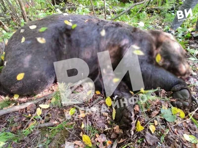 Владелец зоопарка под Воронежем попал под следствие после нападения медведя  на инвалида