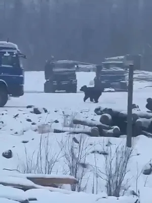 В Курагинском районе трое мужчин выжили после нападения медведя