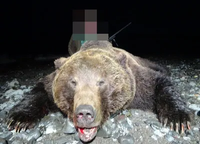 Турист погиб при нападении медведя в Красноярском крае — РБК