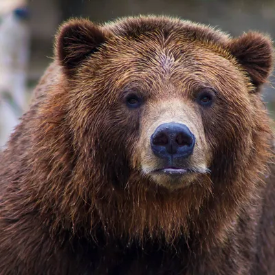 Нападение медведя на туристов в Ергаках: 16-летний подросток погиб в лапах  медведя, пытаясь заработать денег - 23 июня 2021 - 29.ru