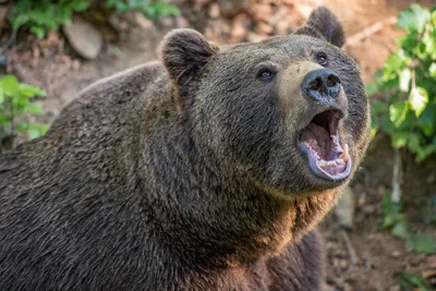 В Ленобласти опровергли нападение медведя на грибника: Фактчекинг: Интернет  и СМИ: Lenta.ru
