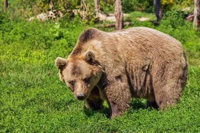 Нападение медведя на человека в …» — создано в Шедевруме