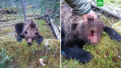 В парке «Ергаки» рассказали о причинах нападения медведя на туристов //  Новости НТВ