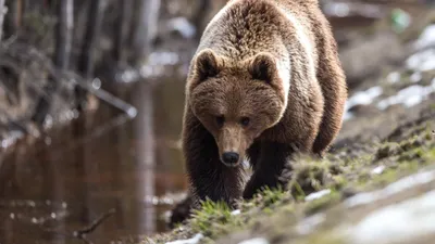 Состояние вахтовиков подвергшихся нападению медведя в Якутии оценивается  как средней степени тяжести - Новости Якутии - Якутия.Инфо