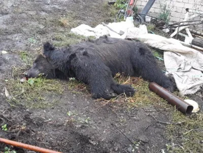 На Чаяндинском месторождении в Якутии обнаружили еще одного медведя - РИА  Новости, 17.11.2023