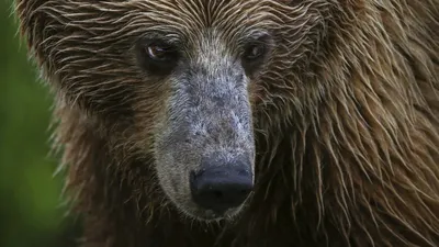 Нападение на Чаянде: медведь порвал двух рабочих