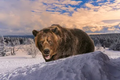 По мессенджерам Приамурья распространяются жуткие кадры нападения медведя  на людей ▸ Amur.Life