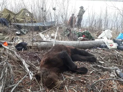 Последствия нападения медведя на воронежцев попали на видео